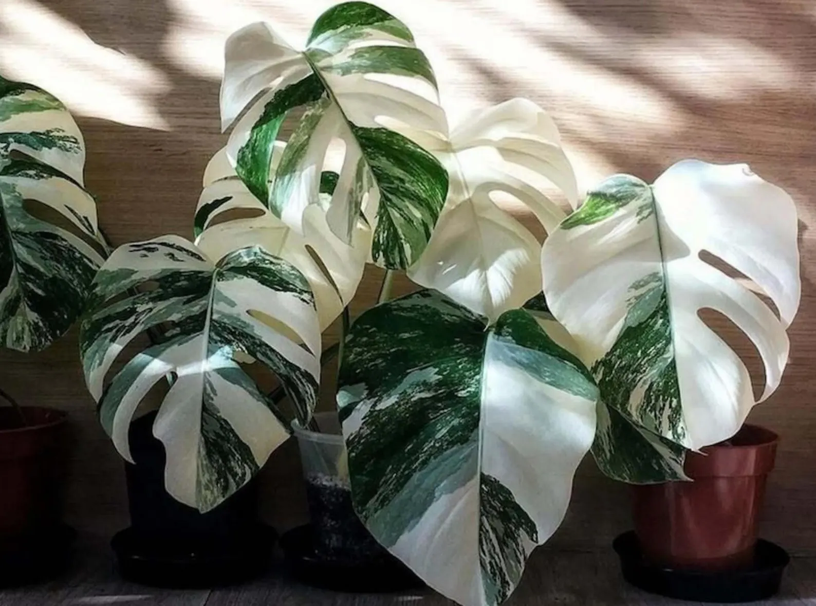 Monstera Albo White Tiger Variegated